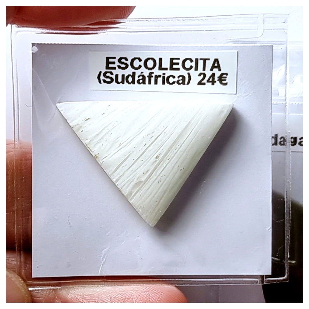 -ESCOLECITA-