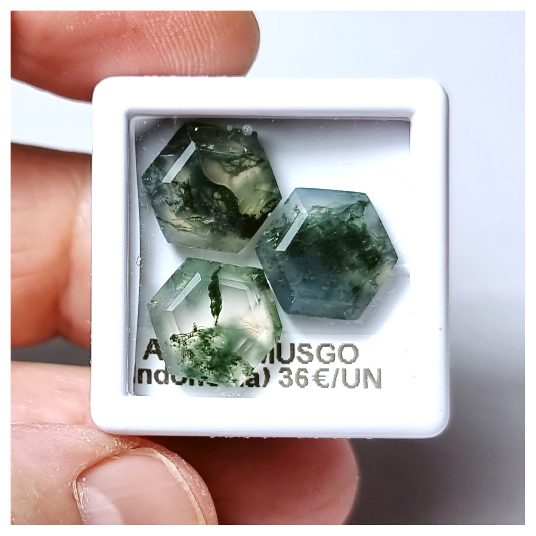 -ÁGATA MUSGOSA-