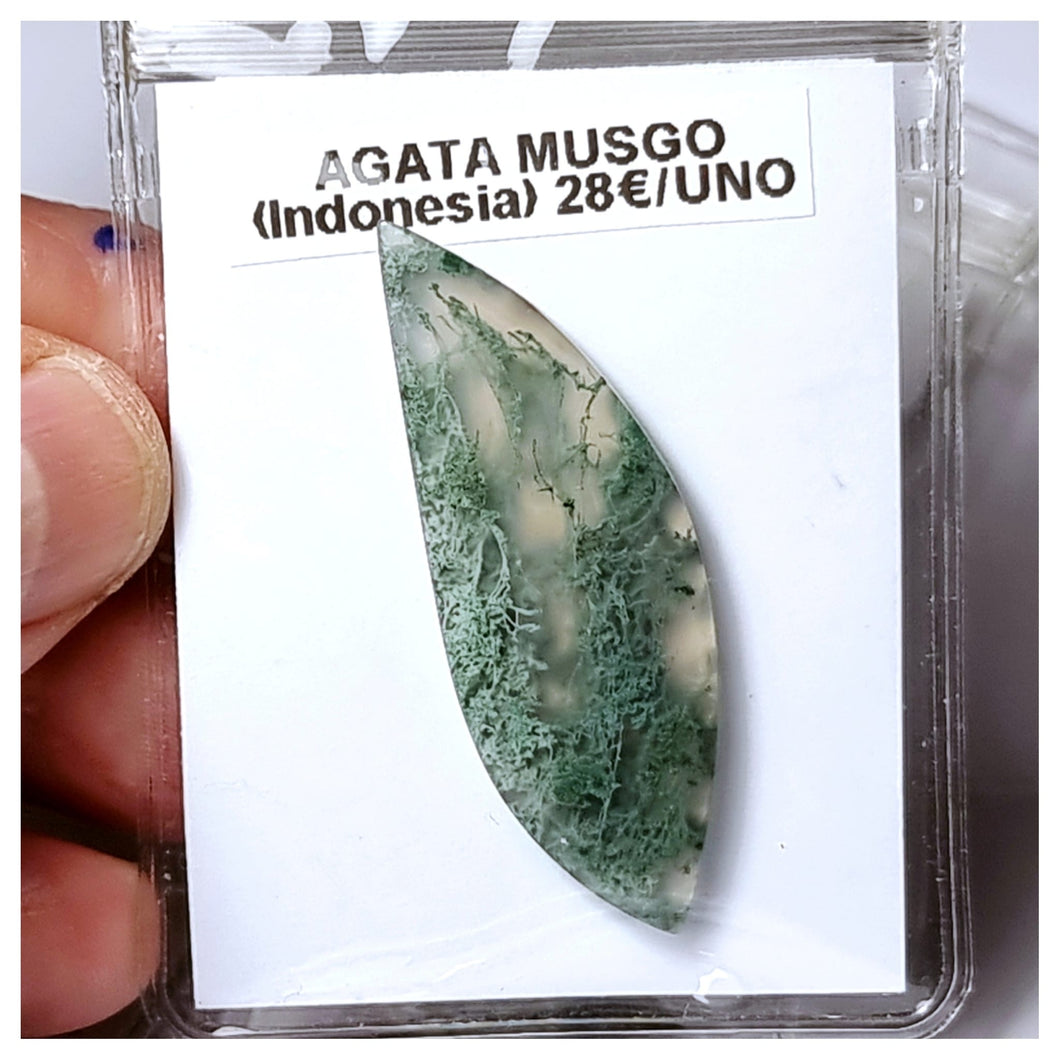 -ÁGATA MUSGOSA-