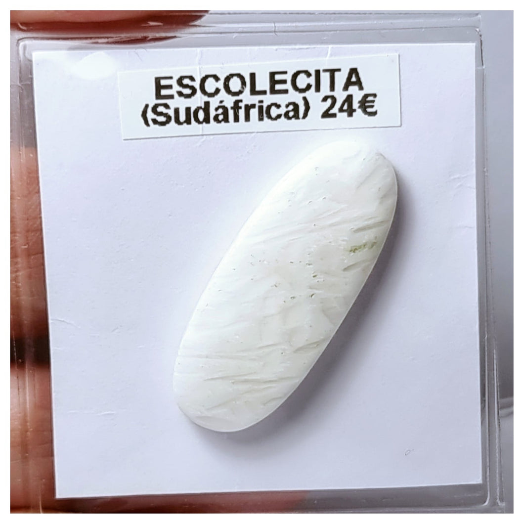 -ESCOLECITA-