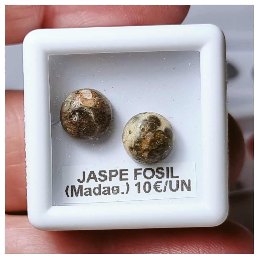 -JASPE FÓSIL-