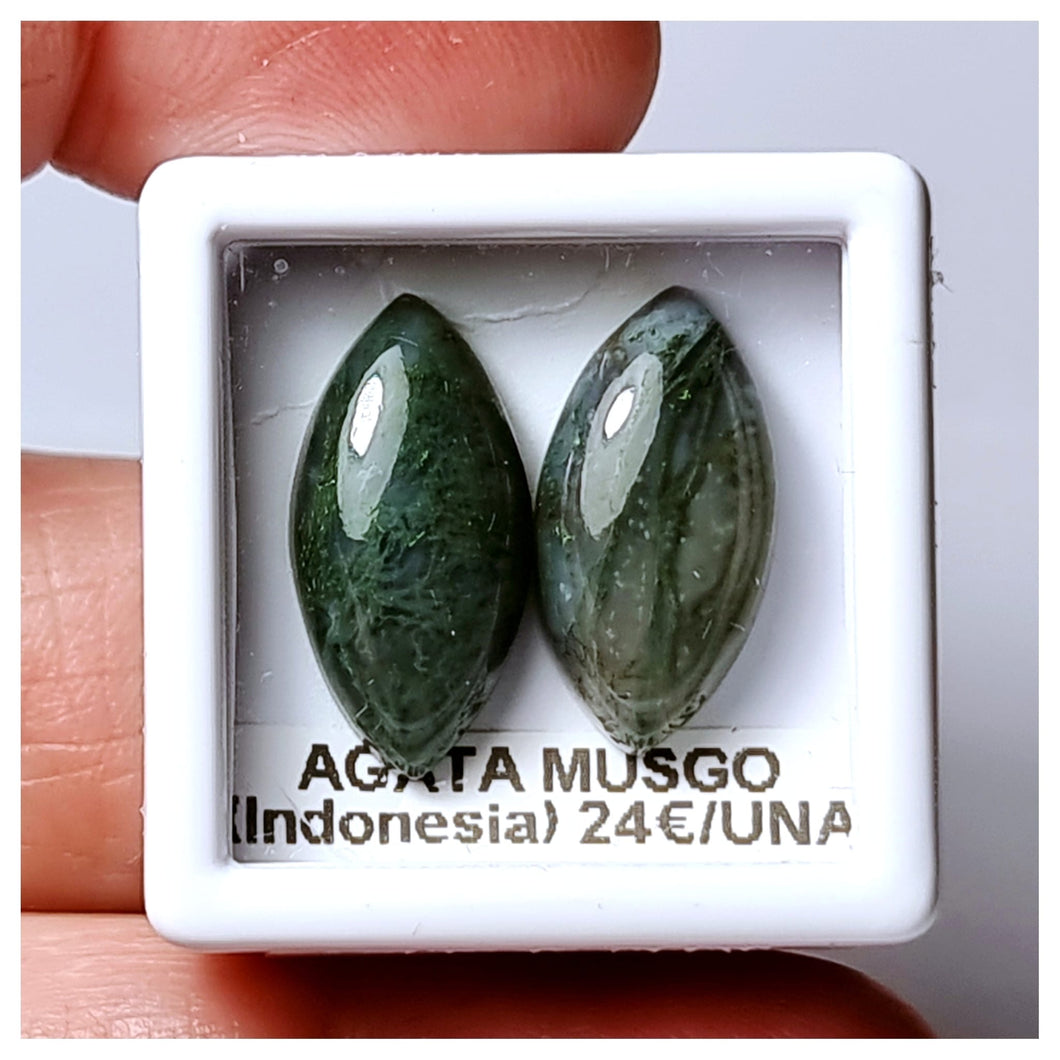 -ÁGATA MUSGOSA-